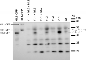 H1 | Histone H1 in the group Antibodies Plant/Algal / DNA/RNA/Cell Cycle / Nuclear signaling at Agrisera AB (Antibodies for research) (AS11 1801)